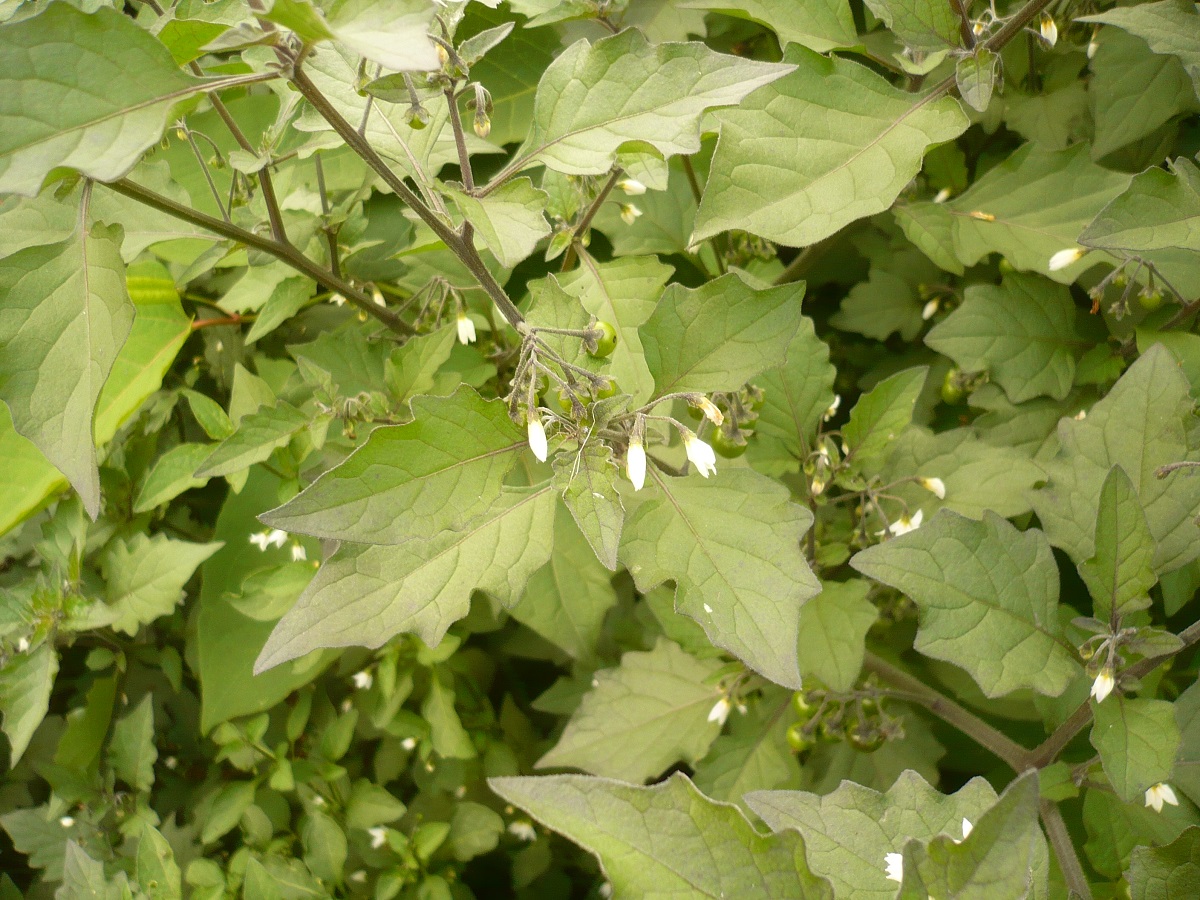 Solanum nigrum subsp. schultesii (Solanaceae)